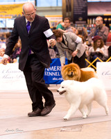 Dogshow 2015-01-31 ChicagoIntl--163028-2
