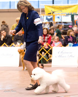 Dogshow 2015-01-31 ChicagoIntl--163048-2