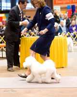 Dogshow 2015-01-31 ChicagoIntl--163050