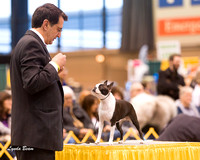 Dogshow 2015-01-31 ChicagoIntl--163059