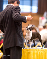 Dogshow 2015-01-31 ChicagoIntl--163136
