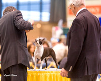 Dogshow 2015-01-31 ChicagoIntl--163137