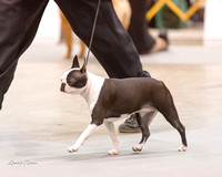 Dogshow 2015-01-31 ChicagoIntl--163142