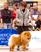 Dogshow 2015-01-31 ChicagoIntl--163207
