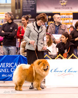 Dogshow 2015-01-31 ChicagoIntl--163213