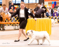 Dogshow 2015-01-31 ChicagoIntl--163250-3