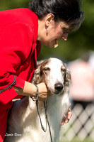20120811 Borzoi