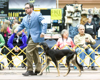 Dogshow 2015-01-31 ChicagoIntl--181244