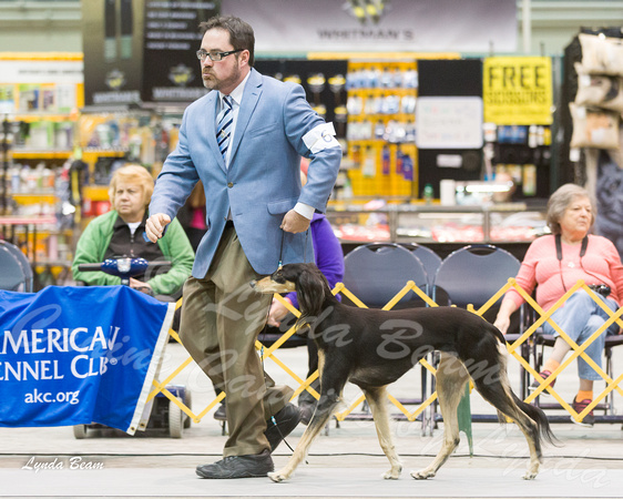 Dogshow 2015-01-31 ChicagoIntl--181244-2
