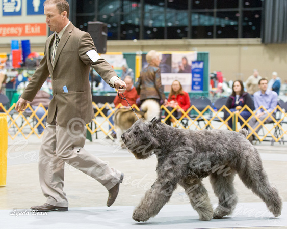 Dogshow 2015-01-31 ChicagoIntl--181333-2