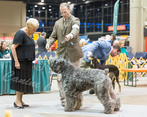 Dogshow 2015-01-31 ChicagoIntl--181337