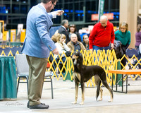 Dogshow 2015-01-31 ChicagoIntl--181440