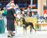 Dogshow 2015-01-31 ChicagoIntl--181444