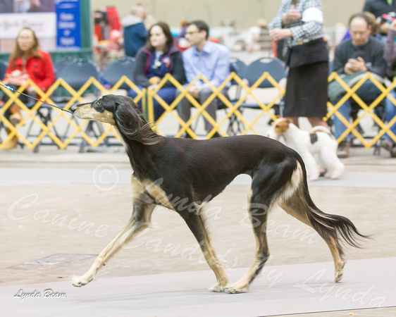 Dogshow 2015-01-31 ChicagoIntl--181500-3