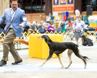 Dogshow 2015-01-31 ChicagoIntl--181501-2