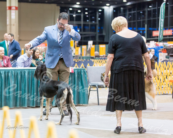 Dogshow 2015-01-31 ChicagoIntl--181506