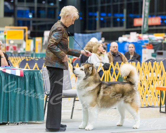 Dogshow 2015-01-31 ChicagoIntl--181555