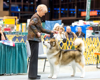 Dogshow 2015-01-31 ChicagoIntl--181556