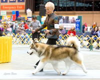 Dogshow 2015-01-31 ChicagoIntl--181602