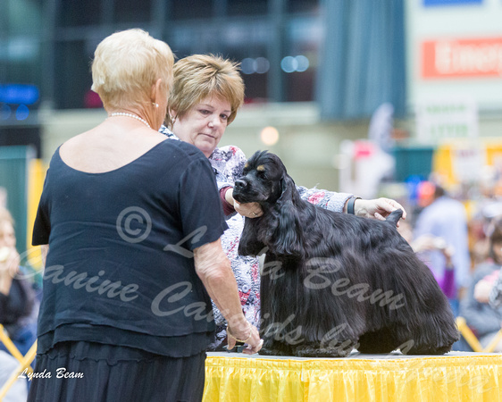 Dogshow 2015-01-31 ChicagoIntl--181724