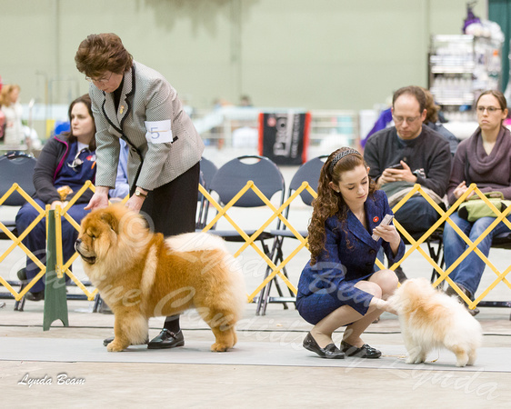 Dogshow 2015-01-31 ChicagoIntl--181743