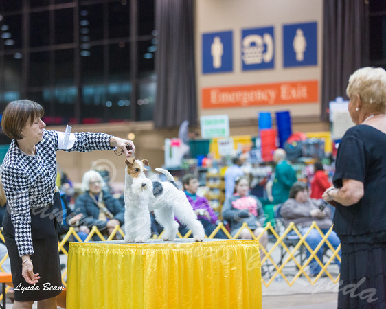 Dogshow 2015-01-31 ChicagoIntl--181830