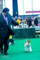 20120225 Terrier Group (Partial)