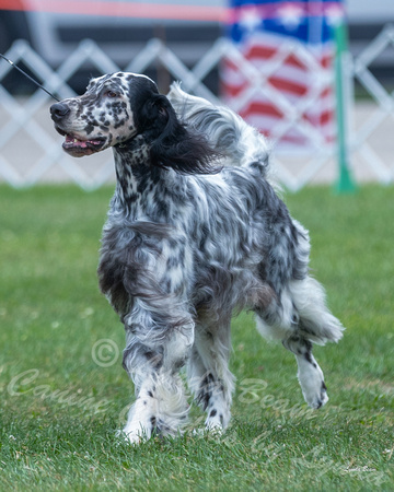 Dogshow 2018-07-31 Burlington WI KC Day 2--154700