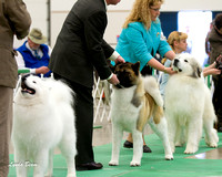 Working Group & Breeds