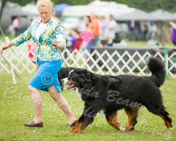 Dogshow 2015-08-09 Greater Racine--130050