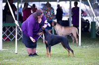 Dogshow 2015-08-09 Greater Racine--130209