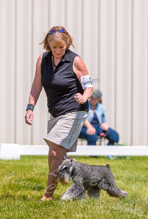 Dogshow 2022-06-19 Northeastern Illinois Kennel Club--134111-3