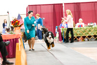 201629 Best of Breed Competition