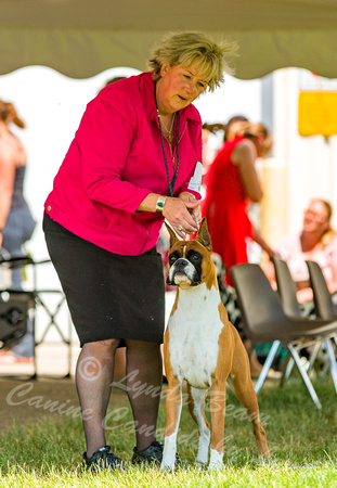 Dogshow 2022-06-19 Northeastern Illinois Kennel Club--135257-5