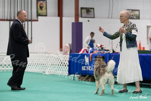 Dogshow 2024-06-30 NEINEA Candids--111447