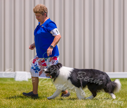 Dogshow 2022-06-19 Northeastern Illinois Kennel Club--123404