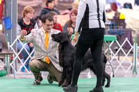 Dogshow 2018-01-25 Grayslake Day 1--171303