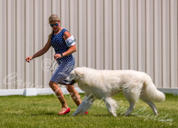 Dogshow 2022-06-19 Northeastern Illinois Kennel Club--131747-3