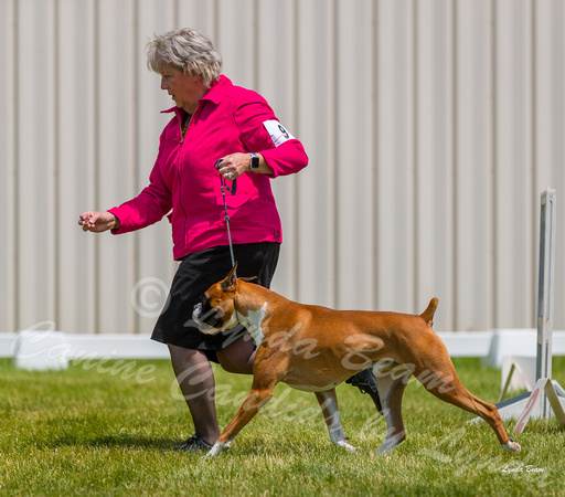 Dogshow 2022-06-19 Northeastern Illinois Kennel Club--131512