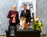 #11 Runner-Up to Best in Puppy Sweepstakes - Applecross Sympa-ly The One With All The Kisses