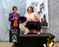 #115 Show 1 - Best of Breed  - CH OceanMyst N Kyrie Journey Into Mystery