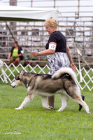 Alaskan Malamutes - Racine KC, 13 August 2012