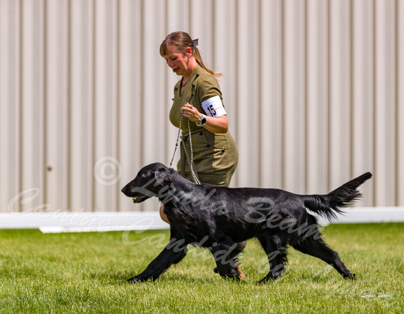 Dogshow 2022-06-19 Northeastern Illinois Kennel Club--125814-5