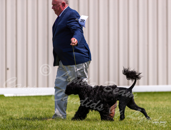 Dogshow 2022-06-19 Northeastern Illinois Kennel Club--131947-2