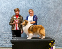 Dogshow 2023-03-05 CSSC Day 1 Show 1 Win Photos--145922