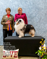 #117 Show 2 - Best of Breed - GCHB Lynphil Persona