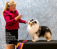 #117 Show 2 - Best of Breed - GCHB Lynphil Persona