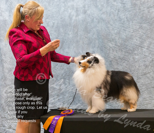 Dogshow 2023-03-05 CSSC Day 1 Show 1 Win Photos--145455
