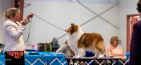 Dogshow 2023-03-04 Chicagoland Sheltland Sheepdog Club Specialty Day 1--114221