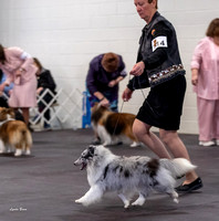 Dogshow 2023-03-04 Chicagoland Sheltland Sheepdog Club Specialty Day 1--114451-2